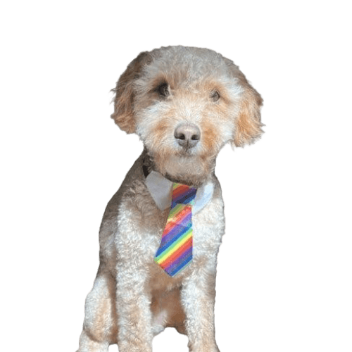 Ollie Dog Wif Tie